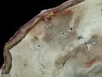Araucaria Petrified Wood Slab - x #6776-1
